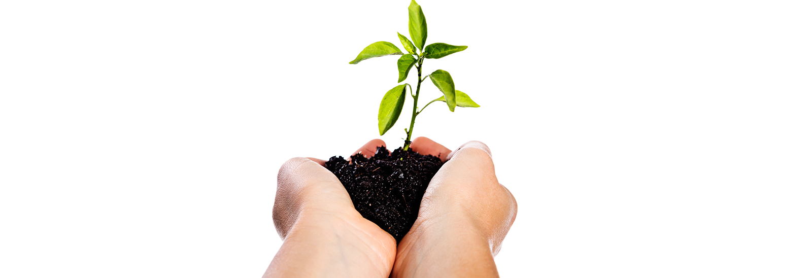 Image of hands holding a seedling.